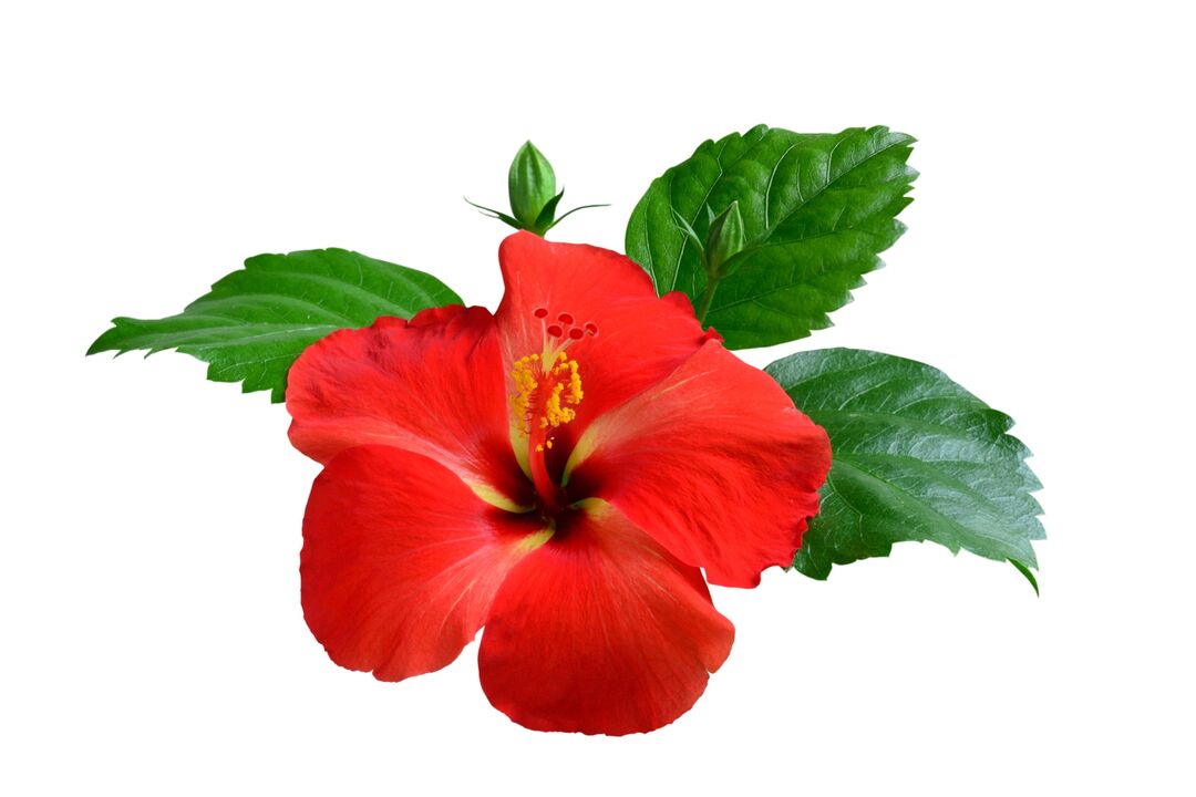 Kwiat Hibiskus